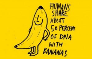 Banana vs Human DNA